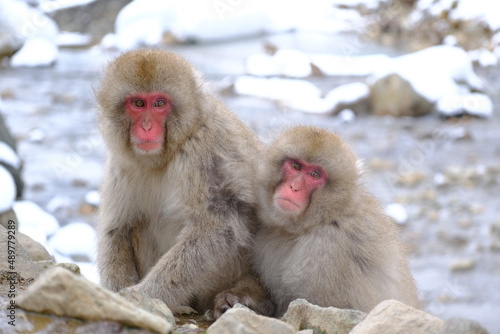 wild snow monkey 地獄谷野猿公苑のサル © taroq
