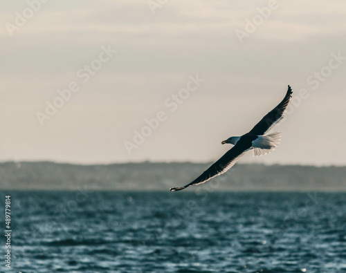 seagull in flight © Hightimes