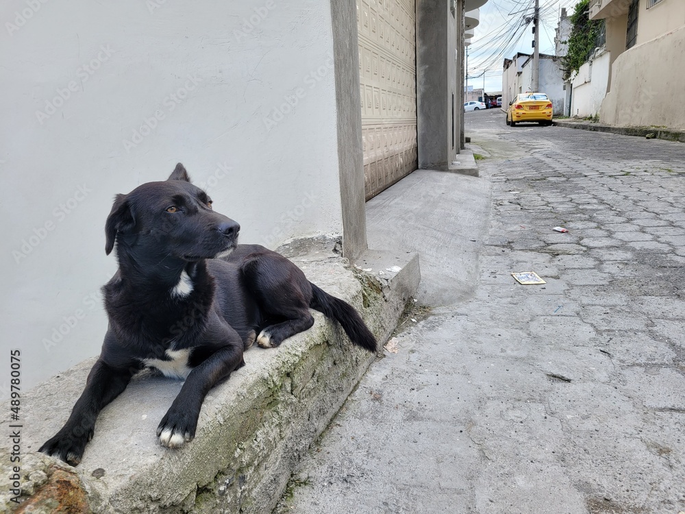 Black dog on cobblestone street in Quito