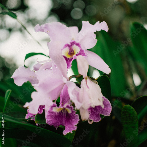 colombian flowers