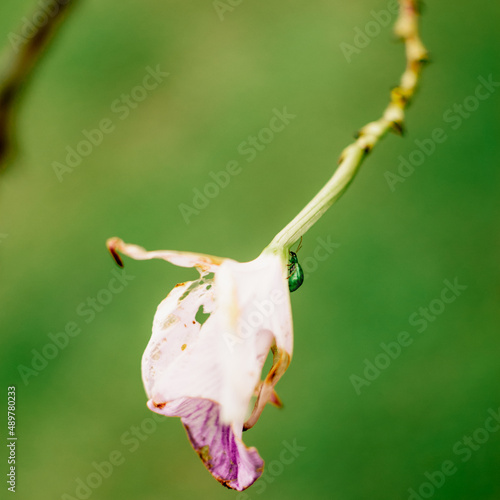 colombian flowers