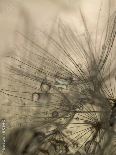 Abstract dandelion flower background. Seed macro closeup. Soft focus . Spring nature