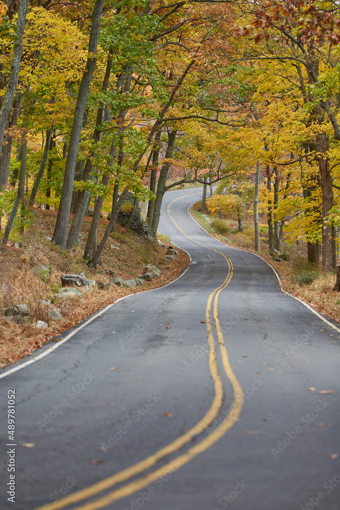 Winding Road through an Autumn Forest
