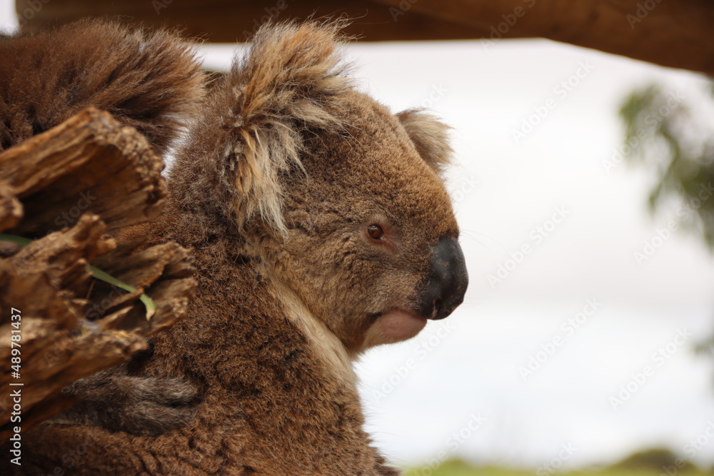 Obraz premium Koala (Phascolarctos cinereus), Eyre Peninsula, South Australia 