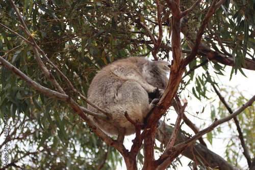 Fototapeta Naklejka Na Ścianę i Meble -  Koala (Phascolarctos cinereus), Eyre Peninsula, South Australia.