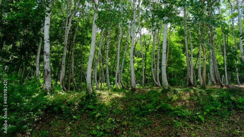 白樺の木陰 白樺の木陰