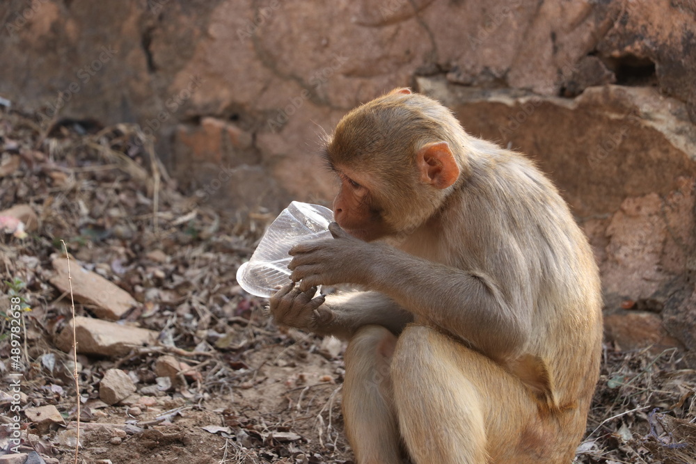 Fototapeta premium hungry monkey eating plastic cup.