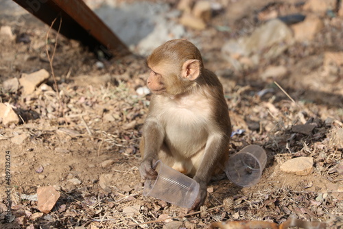 monkey sitting on rock and hand in plastic cup.