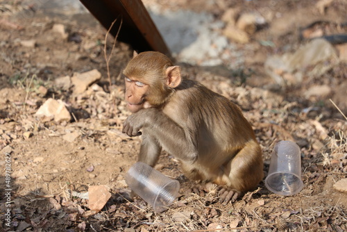 monkey sitting on rock with plastic garbage.