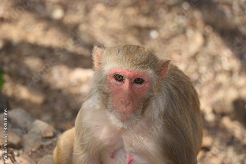 red face monkey sitting on rock. © OmKumawat