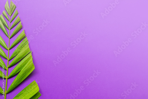 Obraz na plátne Palm leaves on purple background