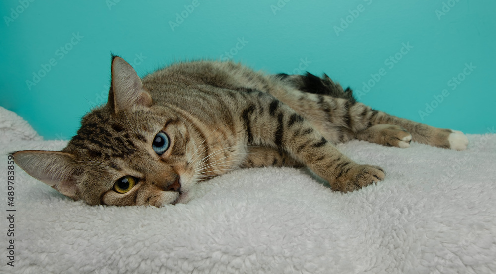 cute green and blue eyed tabby cat lying down cute green and blue eyed tabby cat lying down