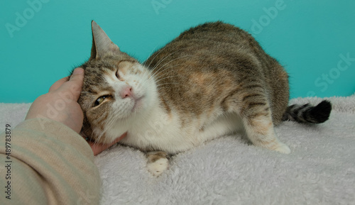 cute one eyed cat being petted
