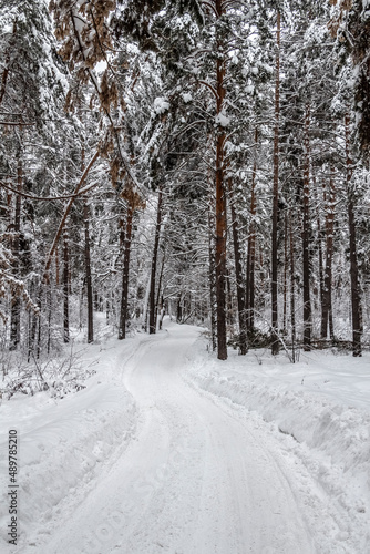 Narrow road through winter snowy forest on a quiet day.