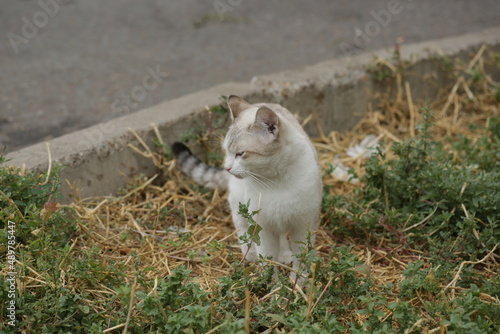 cat sitting in the grass © Рустем Рафилович