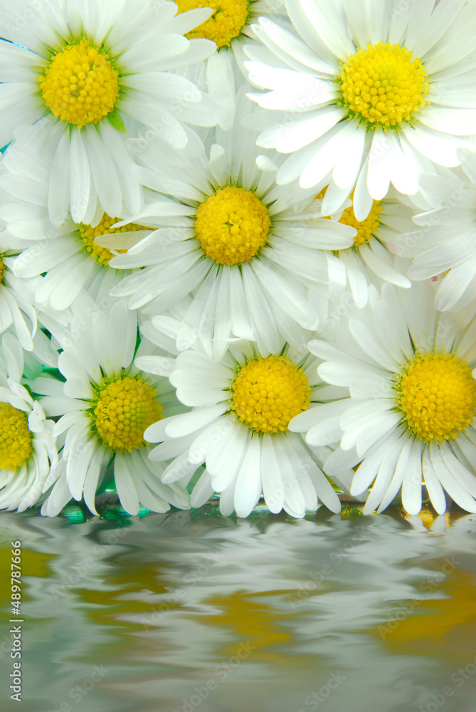 Fototapeta premium daisy macro on ripple texture