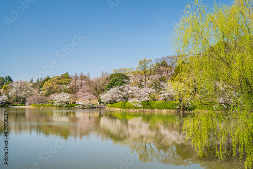 神奈川県立三ツ池公園の桜景色【神奈川県・横浜市】