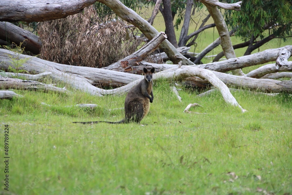 Naklejka premium Swamp Wallaby (Wallabia bicolor) aka Black Wallaby, Cranbourne Botanic Gardens, Melbourne, Australia.