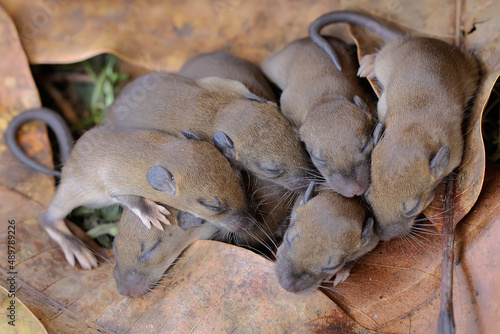 A number of baby house mice are sleeping in their nests. This rodent mammal has the scientific name Mus musculus. 