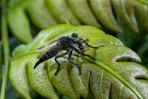 Chongqing mountain ecological  fly in all directions
 photo