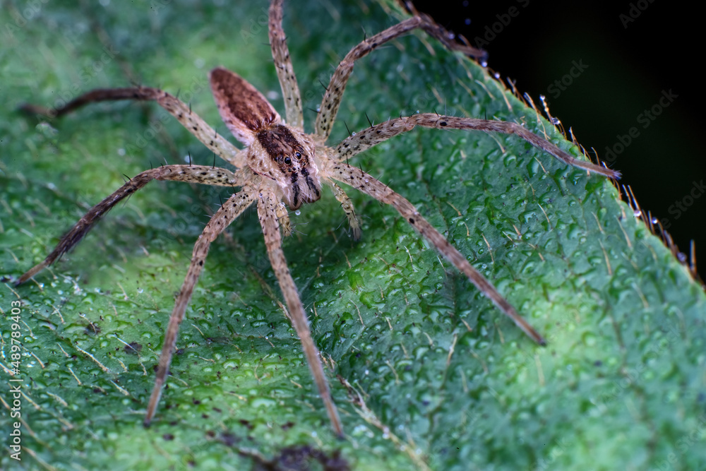 Chongqing mountain ecological fishing spider
Chongqing mountain ecological fishing spider