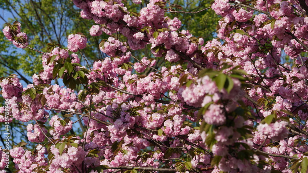 The beautiful flowers blooming in the gardern in spring The beautiful flowers blooming in the gardern in spring