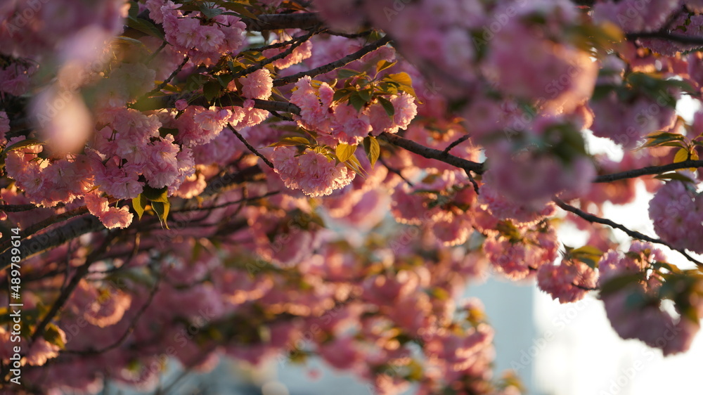 The beautiful flowers blooming in the gardern in spring The beautiful flowers blooming in the gardern in spring