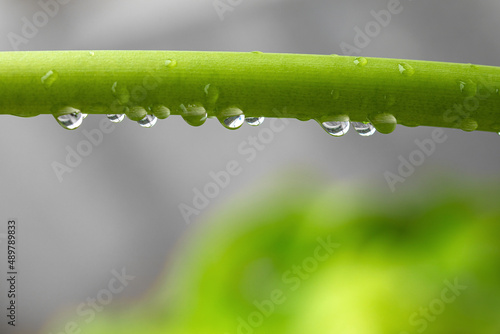nature green plant stem with drops close-up