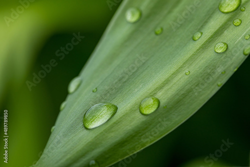 nature green leaf with drops close-up
