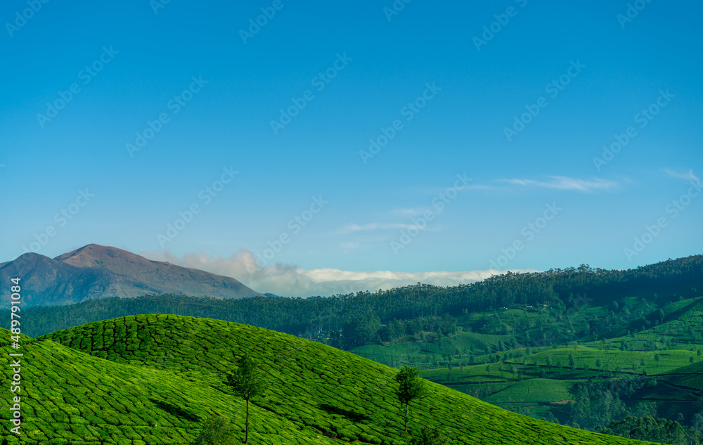wonderful springtime landscape in mountains, green plantation with beautiful blue sky background, Amazing Munnar view