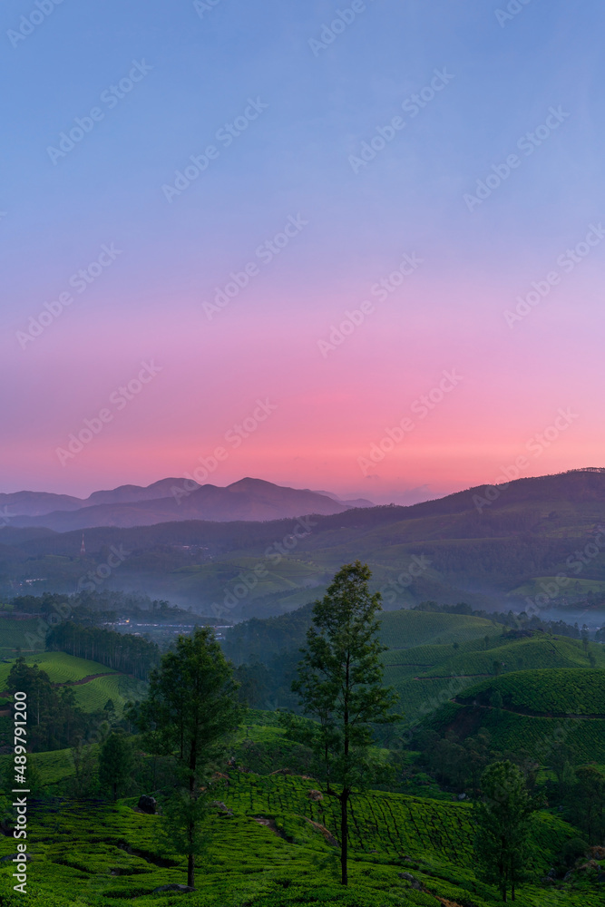 Tea plantation in morning light, amazing nature view from Munnar tea gardens Kerala, colourful sunset over the mountains