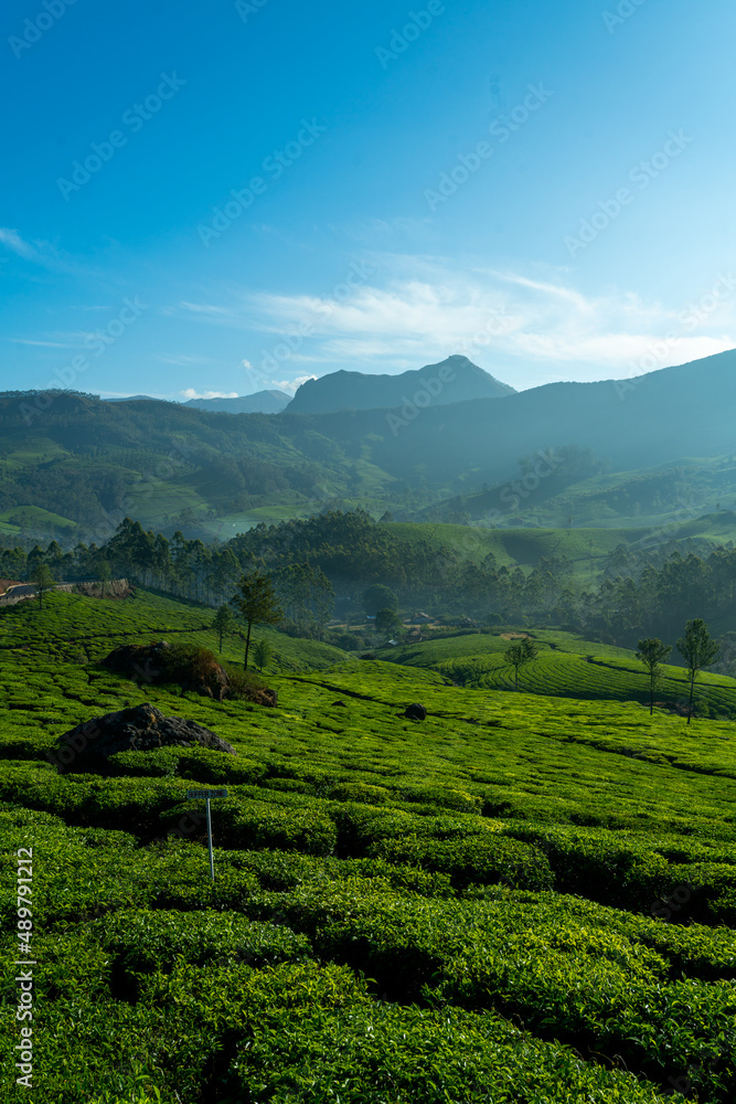 Kerala Nature beauty image from Munnar Tea Plantation, Green Hills with blue sky background