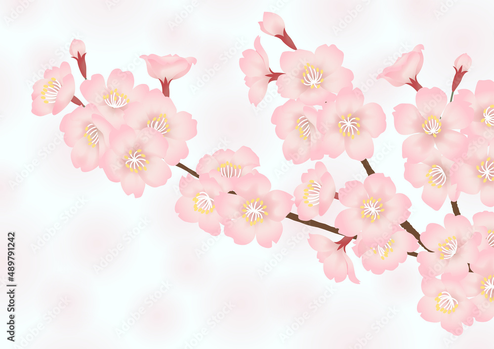 桜の花の春らしいベクター素材