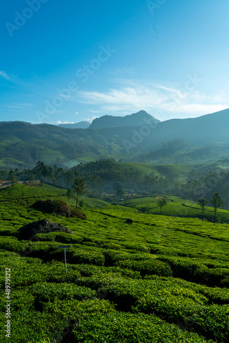 Kerala Nature beauty image from Munnar Tea Plantation  Green Hills with blue sky background