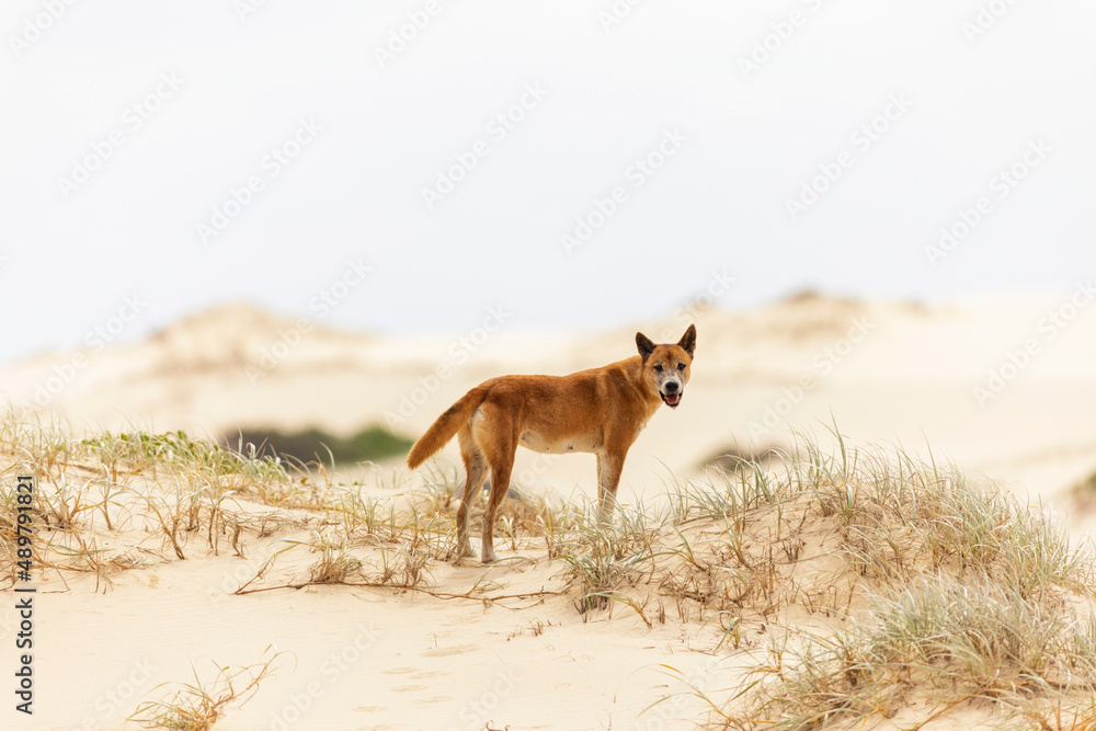 dingo dingo