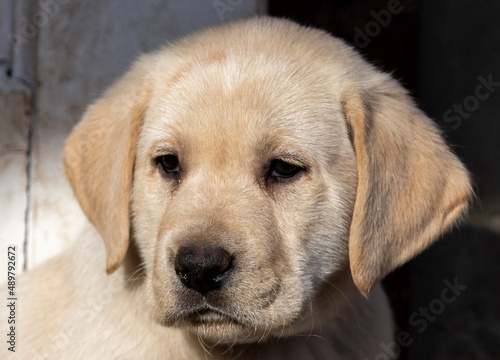 An adorable Labrador Retriever puppy © sebi_2569