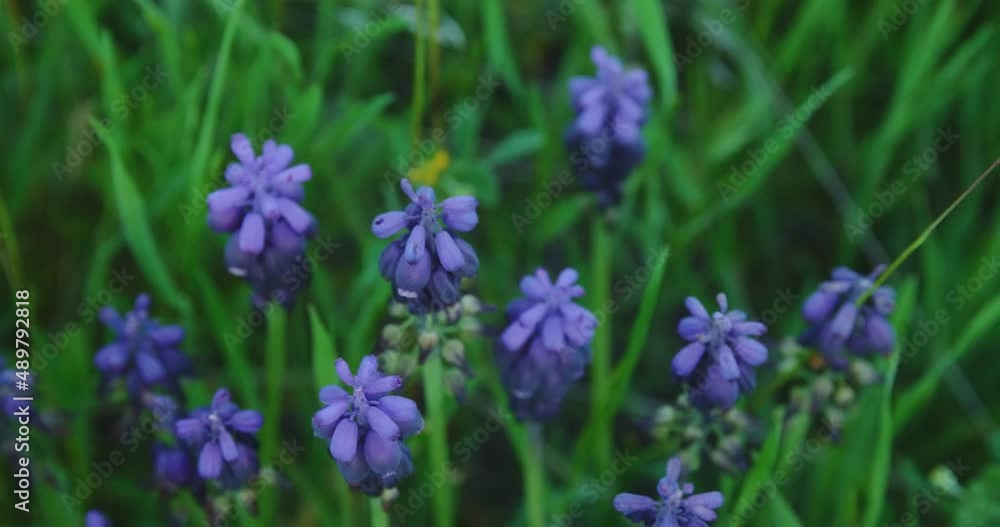 Glade of blue muskari in green grass. Spring herbs Glade of blue muskari in green grass. Spring herbs