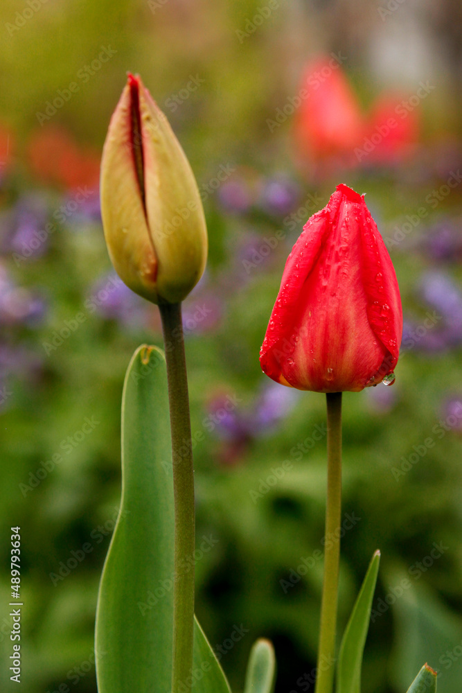 Red tulip flowers growing in summer garden after rain