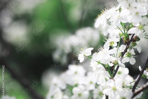 White flowers on a green bush. The white rose is blooming. Spring cherry apple blossom.