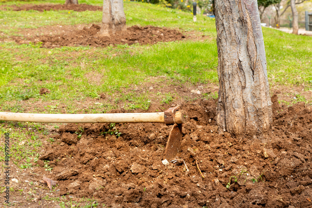 Fototapeta premium Hoeing the bottom of fruit trees. Gardening work in the spring. Spring, agriculture, gardening concept.