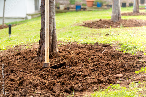 Photos Horticultural hoe leaning against fruit tree in selective focus