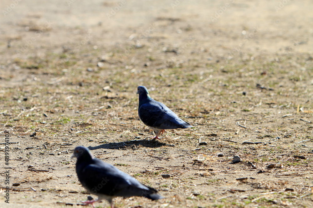 Obraz premium 公園のハト