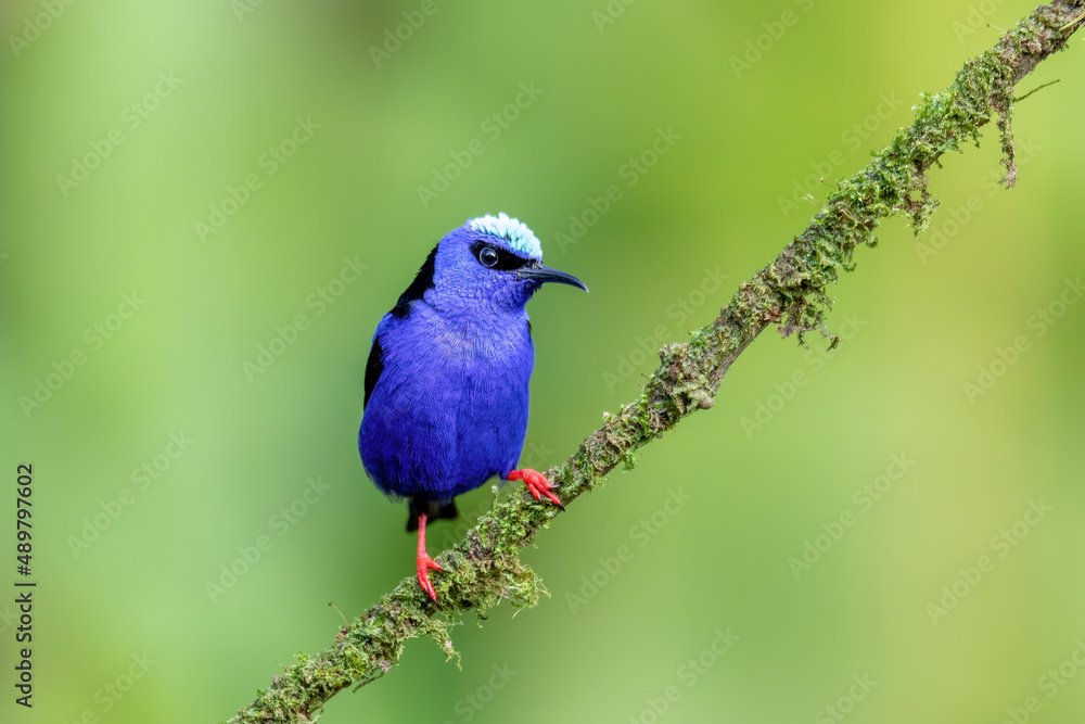 Small bird Red-legged honeycreeper (Cyanerpes cyaneus), La Fortuna, Volcano Arenal, Wildlife and birdwatching in Costa Rica. Small bird Red-legged honeycreeper (Cyanerpes cyaneus), La Fortuna, Volcano Arenal, Wildlife and birdwatching in Costa Rica.