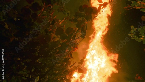 Rising Flames Of Forest Fire Behind Lush Foliage. Slow Motion