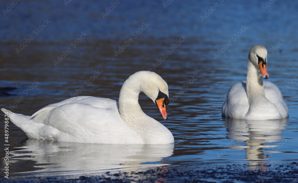 Obraz premium Mute swan
