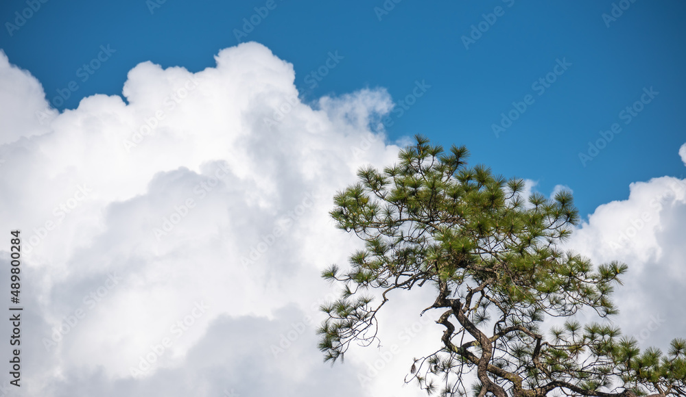 Silhouette pine on blue sky and cloud background for a peaceful death. Despair and hopeless concept. beauty of nature. cloudy background. Jurassic world.