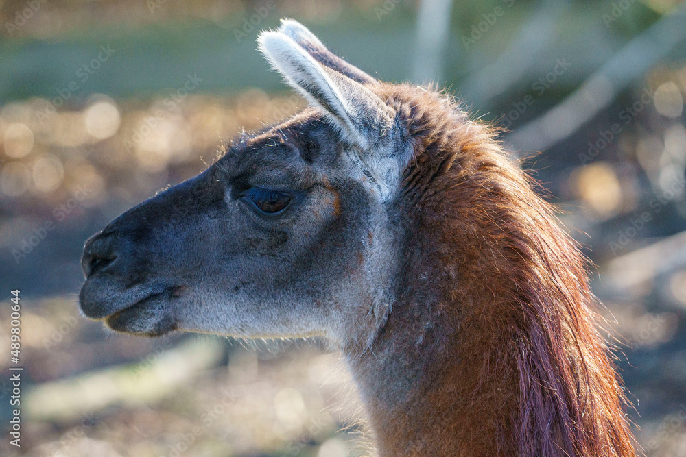 Fototapeta premium close up of a alpaca
