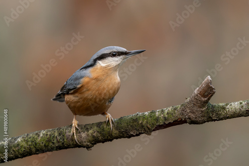  Eurasian Nuthatch (Sitta europaea) on a branch in a forest of Noord Brabant in the Netherlands. Background with autumn colors. 