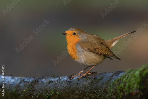   European Robin (Erithacus rubecula) on a branch in the forest of Noord Brabant in the Netherlands. Green background.                                                                                   © Albert Beukhof