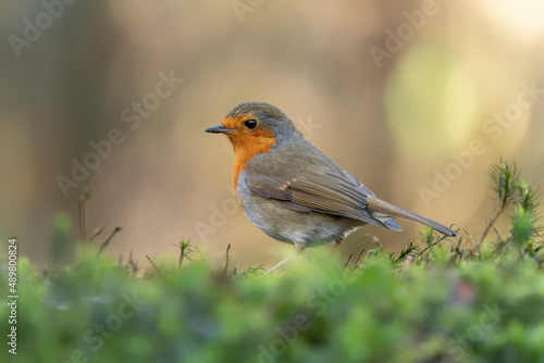 Robin (Erithacus rubecula) in the forest of Brabant Brabant in the Netherlands.                                                                   © Albert Beukhof